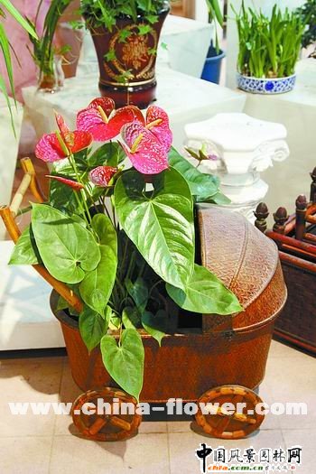 ��܇���ͻ���