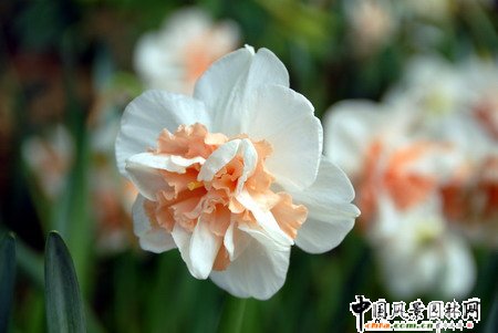 ʯ���f�ڶ��ú��m�����㻨����ˮ��չ