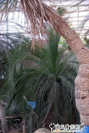 �����Pβ�F