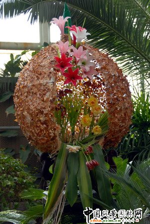 ʯ���fֲ��@�Ȳ廨���p(�M�D)