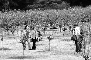 ���ڈ@�ֳ���Ʒ�|���m���