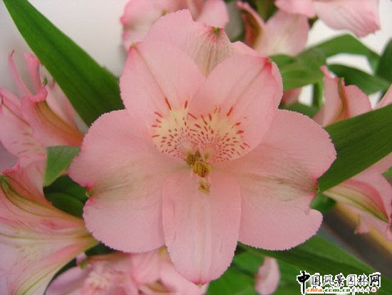 2009����������չƷ����������