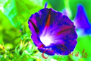 ����ţ��