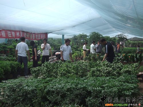 �����S���(zh��n)��"��һ"С�L(zh��ng)�� �����N�ۮ�����(�M�D)