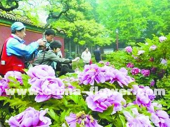 ��ɽ���@��ʮ����ĵ��չ�_Ļ(�D)