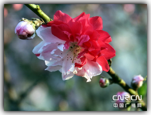 ���BӢ�ۼo��@ʢ�_�pɫ���һ�(�D)