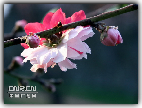 ���BӢ�ۼo��@ʢ�_�pɫ���һ�(�D)