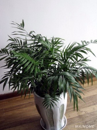 ����Ҭ��