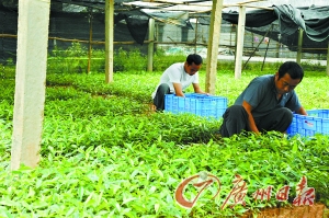 ǧ�ꡰֲ���S���״ΰ��һ���(�D)