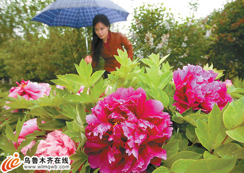 ����ľ�R��ֲ��@��ĵ�����ډ�Ⱥ��