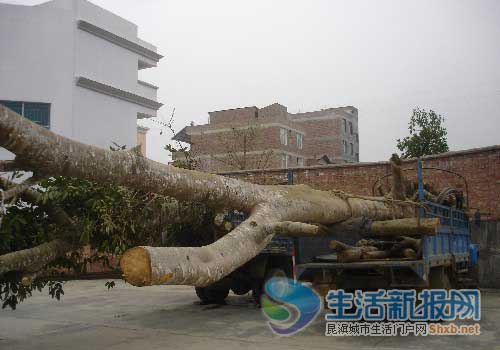 ��ɽ��ɭ�־ֲ�@�Ĵ��