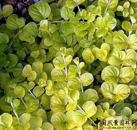 ���~�^·�S