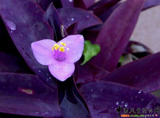 �����ز�