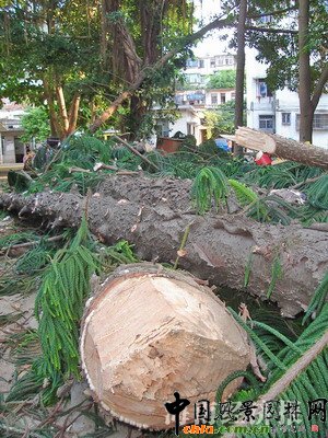 ����ɼֻ���L��Ĺ�أ��x�V���Էŵ��ſ�����ɼ