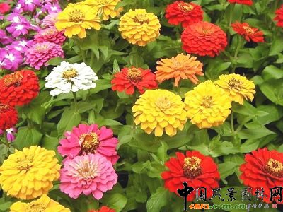 ���ղݵĻ��Z(�M�D)