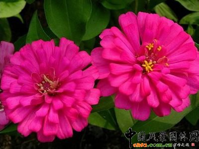 ���ղݵĻ��Z(�M�D)