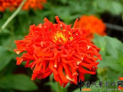 ���ղݵĻ��Z(�M�D)