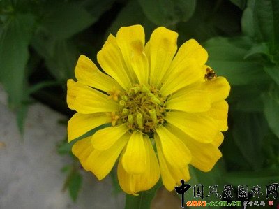 ���ղݵĻ��Z(�M�D)