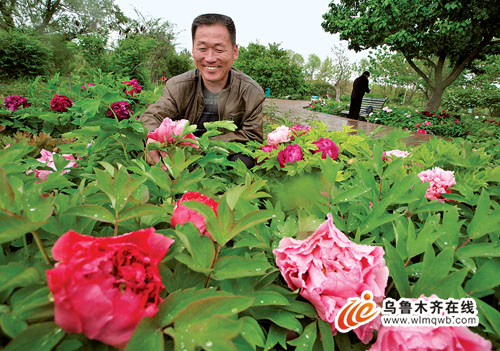 烏魯木齊植物園：牡丹扎根14載 花開正艷(圖)