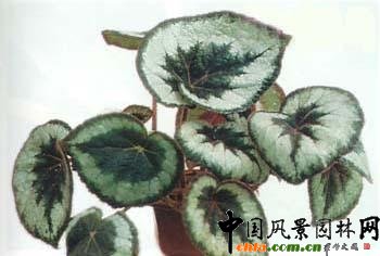 觀葉秋海棠栽培要點(圖)