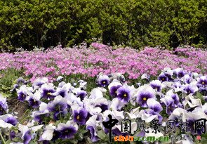 ȫ��(gu��)���،����r�����n���(gu��)60�A�Q