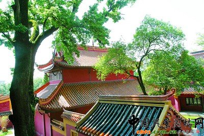 長沙麓山景區15棵古樹病危待救(圖)