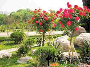 ����״����N�ߴ��¼��@�ɹ�(�D)