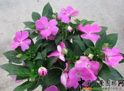 新幾內亞鳳仙(圖)