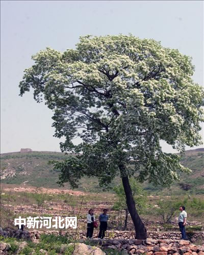 河北：北方罕見古茶樹遷安已活500歲(圖)