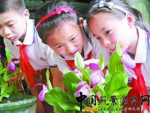 北京：瀕危植物大花杓蘭“野外回歸”(圖)