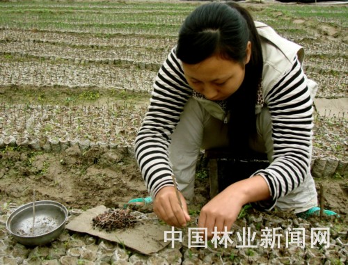 十堰成功應用兩段容器育苗