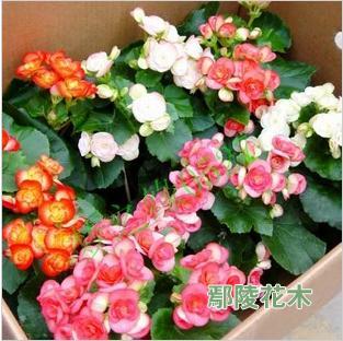 �����ĵ������c��ֳ���g(�D)