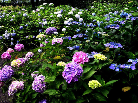 ���ɻ����������(�D)