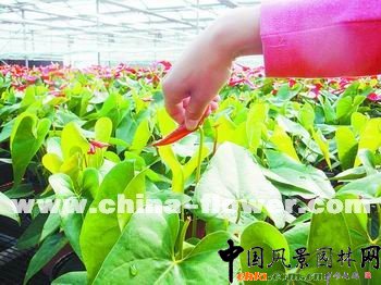 �t�ƴ����E�[(�D)