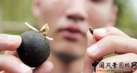 云南：竹子種子大如核桃 非常稀有(圖)