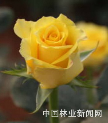 �����\Է2��õ����Ʒ�Nͨ�^����(�D)