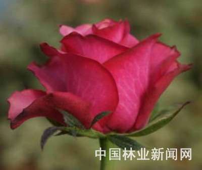 �����\Է2��õ����Ʒ�Nͨ�^����(�D)