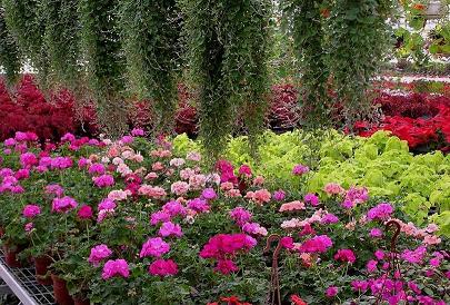 �������ܮa(ch��n)�I(y��)�l(f��)չ�����śr