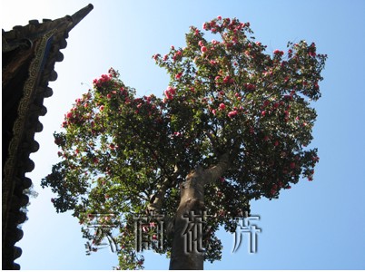 世界第一高古山茶又長高 25年生長1.38米（組圖