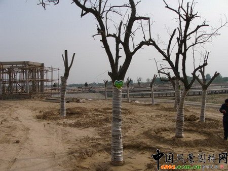 ɽ�|�R���υ^���@��ֲ�����ϡ���ƿ��