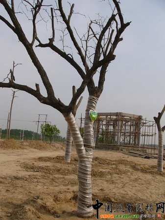 ɽ�|�R���υ^���@��ֲ�����ϡ���ƿ��