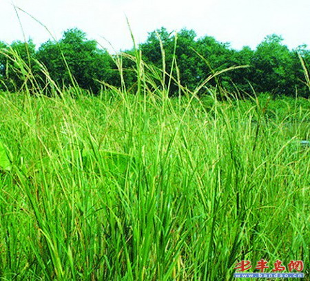 ���"���o��"�������ײݷ���"����"(�D)