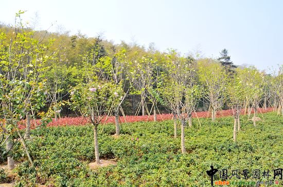 ����320�����ɂȾC�����ξG������