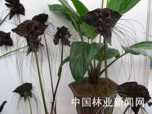 �D��ɫ���殐���ϻ�횡�