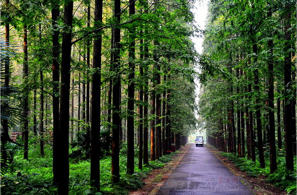 �������Ж|ƽ����ɭ�ֹ��@��230�����L�ĭh�u�֎��Լ��������g��߅�֎���ɭ�ָ��w���_21%���нӽ�10