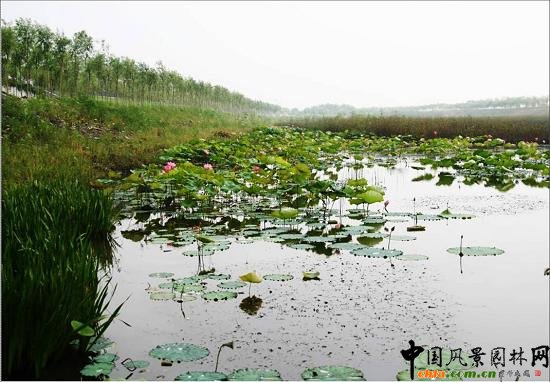 �hˮ���@�����c(di��n)��ˮ��ֲ�����ú������B(t��i)��(y��u)��