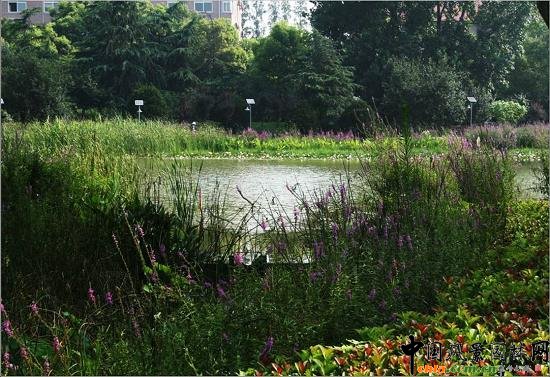 ��Ź��@ˮ��ֲ��đ�(y��ng)��