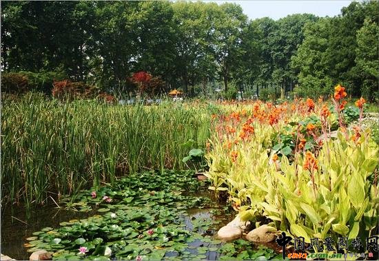 ��Ź��@ˮ��ֲ��đ�(y��ng)��