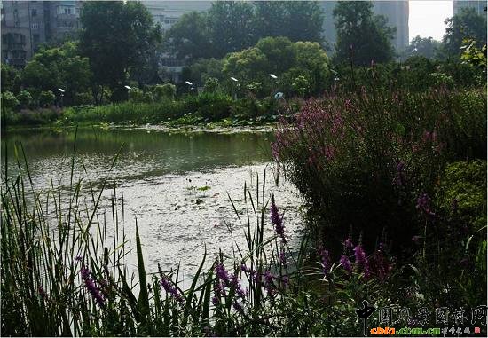 ��Ź��@ˮ��ֲ��đ�(y��ng)��