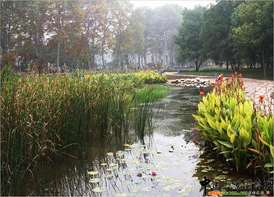 ��Ź��@ˮ��ֲ��đ�(y��ng)��